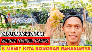 CARA BERHASIL MEMBUAHKAN ANGGUR  PETANI MILLENIAL [upl. by Llehcim]