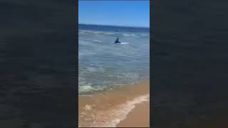 Oceanul Atlantic Carcavelos shorts beach ocean portugal waves lisbon praia [upl. by Padraig]