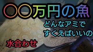 ◯◯万円の高級熱帯魚を購入しました！水合わせから水槽導入 [upl. by Chambers]