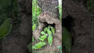 Highlight 3631  4128 from Beautiful parrots eating fruit in a hole underground birds birdnest [upl. by Boleslaw]