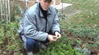 The Alkaline Omega3 AntiInflammatory AntiCancer Garden [upl. by Suqram79]