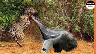 Giant Anteater Face Off The Jaguar [upl. by Johnathan]