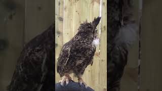 Great Horned owl hooting [upl. by Burk]