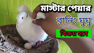 ডিম বাচ্চা করা সাদা রিংনেক অস্ট্রেলিয়ান ঘুঘু বিক্রয় হবে।ঘুঘু বিক্রয় হবে।Gogo Bikroy BD [upl. by Ecnerrot]