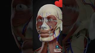 Fascial muscle actionzarish987 youtubeshorts viralvideo foryou ytshorts trending motivation [upl. by Iroak]