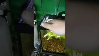 10 Gallon Co2 Planted tank overhaul [upl. by Eeslek]