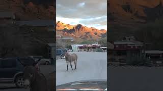 Oatman Historic Rte 66 Oatman AZ 86433 [upl. by Anna-Diana]