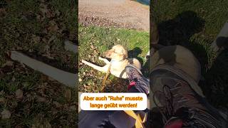 Ruheübung mit Broholmer Ary broholmer hundetraining [upl. by Octavus770]