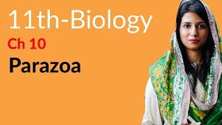 FSc Part 1 Biology Ch 10  Explain Parazoa  11th Class Biology [upl. by Case]