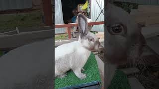 nowe wagarabbit rabbits bunny videoshort funnyvideo [upl. by Dow]