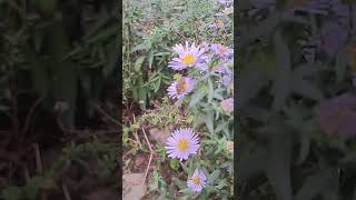 Bee on Flower flowers nature garden bee animals [upl. by Blus]