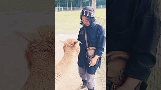 Meet the Alpacas at Teaberry Farm in VirginiaTeaberryAlpacaCatawbaVirginiaAlpacaAdventureShorts [upl. by Epolulot996]