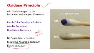 Oxidase Test Phenylalanine Deaminase and Decarboxylase Tests [upl. by Bolitho]