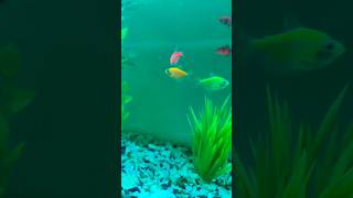 Fish tank 💖🐠toopa aqauticplants trending fishtanksetup fish fishtank fishaquarium aquarium [upl. by Eben910]