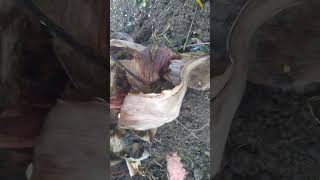 Applying 0060 potash fertilizer on bananas Nov 29 2024 948am [upl. by Novah]