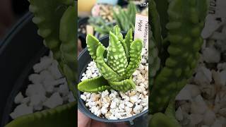 Haworthia Tulista Marginata USA haworthiatulista haworthiapakistan haworthia succulent [upl. by Nnalyrehc882]