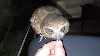 morepork ruru owl slomotion animals exoticpetsshort beautifulowl harrypotterbirds australia [upl. by Carmelia]