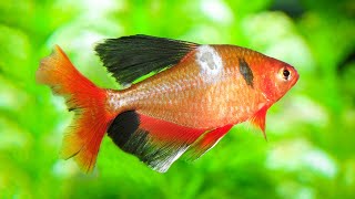 The Best Way to Ensure Your Fish are Healthy [upl. by Iz]