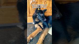 Dog Lover❤️🥰 doglover funnydog funnyvideo shorts youtubeshorts [upl. by Onileva]