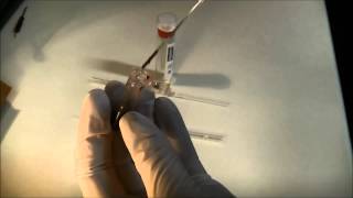 Loading a mark tubecapillary with a viscous sample [upl. by Mussman202]