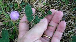 Planta DormeDorme  Mimosa Pudica [upl. by Zoha]