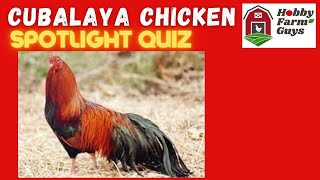 Cubalaya Chicken Spotlight Quiz [upl. by Nepean]