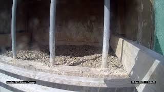 Nutrien Peregrine Camera Live Stream [upl. by Ellehcor620]