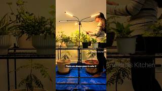 ⚡Growing and protecting plants in winter ❄️  US gardening tips in cold season  shorts [upl. by Nerin]