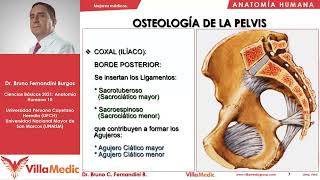 Osteología de la pelvis  Pelvis 1  Anatomía Humana FÁCIL  Ciencias básicas  Villamedic [upl. by Jahncke840]