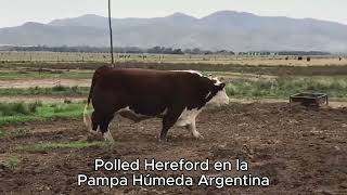 Polled Hereford de Argentina [upl. by Kassel]