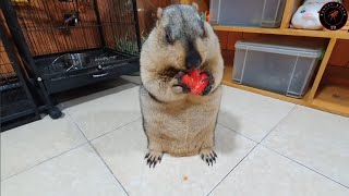 I loved the sound of marmots chewing tomatoes [upl. by Leinod]