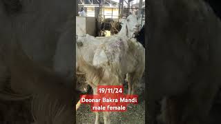 Deonar Bakra Mandi male femaleviral Govandi Mumbai gold lover191124 [upl. by Aleet787]