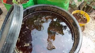 Humic Acid Liquid with CowDung Cakes Humicacid cowdung prabhaorganicgarden [upl. by Dami]