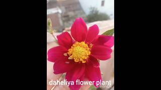 dahliasdahliaseasongardeningcutflowerflowerfarmnaturedahliagardenflowergardenterracegarden [upl. by Oby]