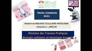 Révision des travaux pratiques Biologie Cellulaire amp Histologie Animale BCG S1 FSSM [upl. by Romito]