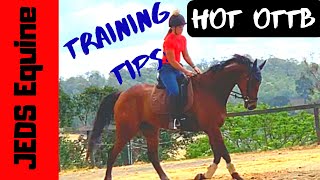 How To Train The Hot OTTB  Introducing Theo A New Addition To Our Yard [upl. by Ingold]