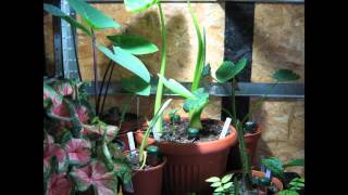 3 weeks Timelapse Colocasia Xanthosoma Caladium [upl. by Eadrahs373]