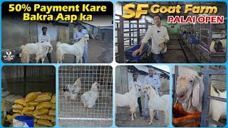 SF Goat Farm Palai Open with Best Offer I YK Goat Lover [upl. by Hoi203]