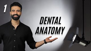 مهم جداً ل أي طالب عنده dental anatomy  وماذا بعد ؟ [upl. by Hilary]