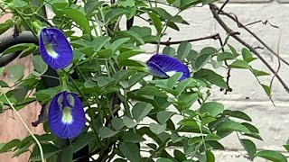 Butterfly pea\Aparajita vine care propagation [upl. by Akihsay]