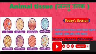 NCERT class 9 Connective tissue and their types सयोजी उत्तक और उनके प्रकार [upl. by Amisoc]