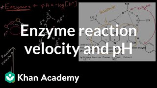 Enzyme reaction velocity and pH  Cellular energetics  AP Biology  Khan Academy [upl. by Jeremie24]