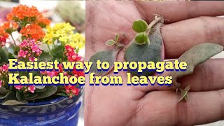 Propagate Kalanchoe plant from leaves  How to grow kalanchoe from cuttingsleaves [upl. by Saville]