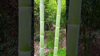 Moso bamboo in nepal [upl. by Skippy]