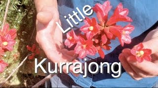 Little Kurrajong Tree  Brachychiton bidwilli Plant Australia [upl. by Schiffman]