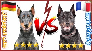 مقارنة بين كلب البوسيرون VS كلب الدوبرمان بينشر  Beauceron VS Doberman Pinsher [upl. by Cheung]