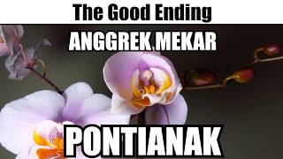 Anggrek Mekar Pontianak The Good Ending [upl. by Noitsuj]