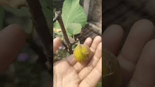 Fig plant shorts viral ytshort [upl. by Lidaa]