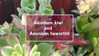 Succulent  Aeonium kiwi and Aeonium Haworthii [upl. by Anahsak]