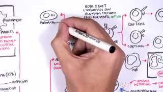 Haemotology  Blood fractionation WBC Platlets and Clotting Factors [upl. by Mahmud]